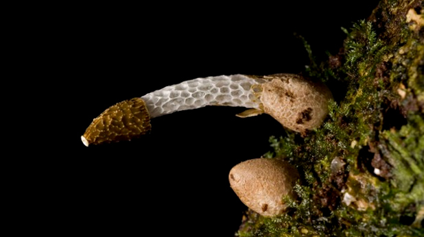 Phallus drewesi, courtesy of Brian A. Perry Phallus drewesi, courtesy of Brian A. Perry