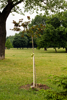 WC - tree