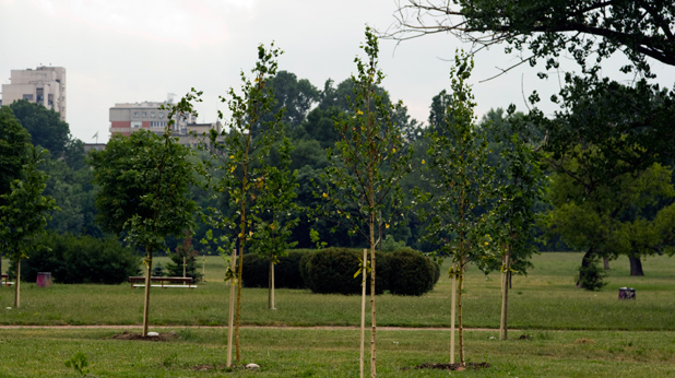 Trees Trees