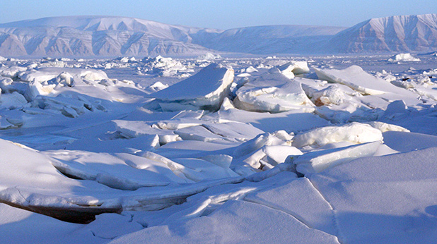 Arctica Arctica