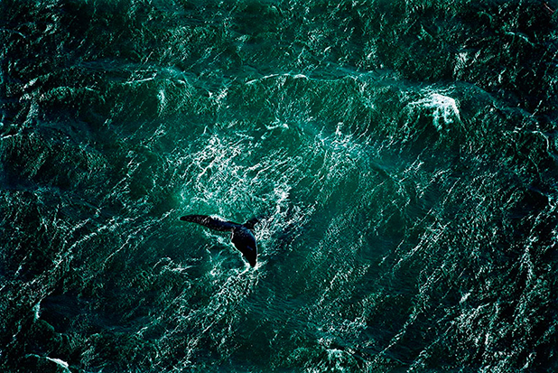yann arthus bertrand yann arthus bertrand