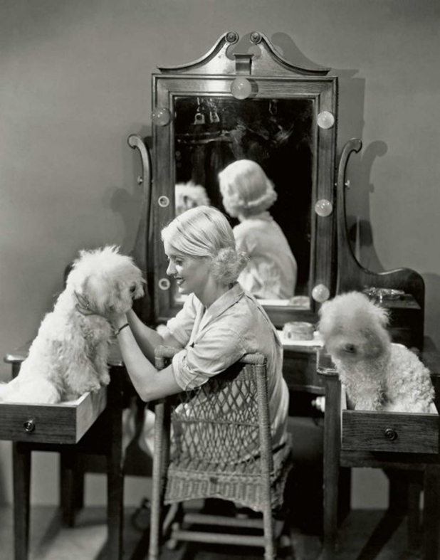 hollywood puppies hollywood puppies