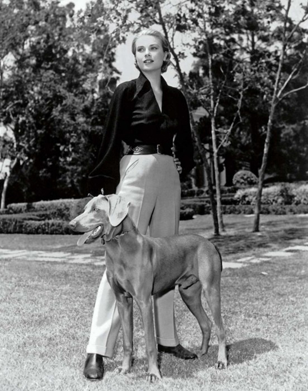 hollywood puppies hollywood puppies