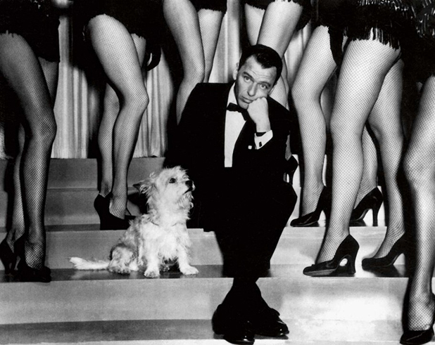 hollywood puppies hollywood puppies