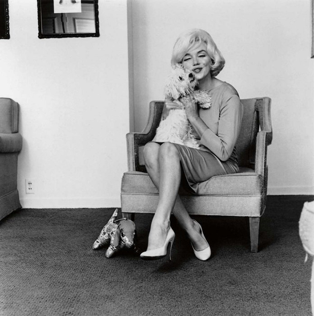 hollywood puppies hollywood puppies