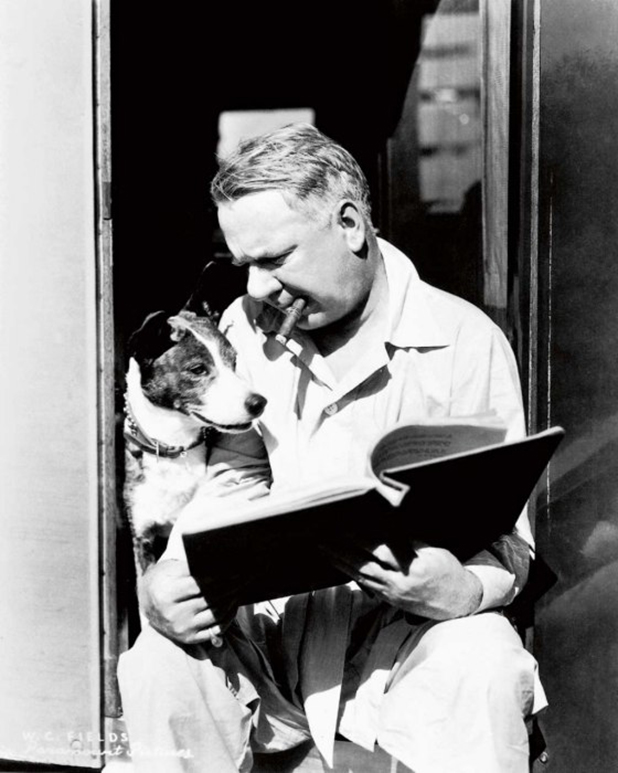 hollywood puppies hollywood puppies