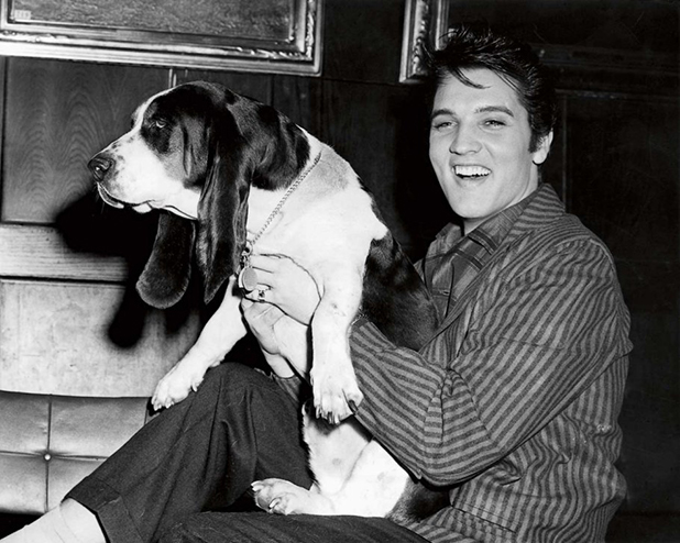 hollywood puppies hollywood puppies
