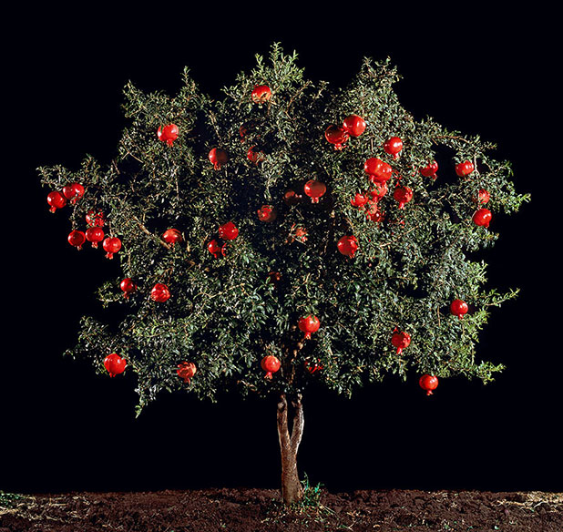 favorite fruits favorite fruits