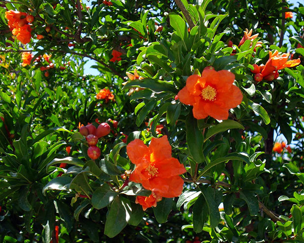 favorite fruits favorite fruits