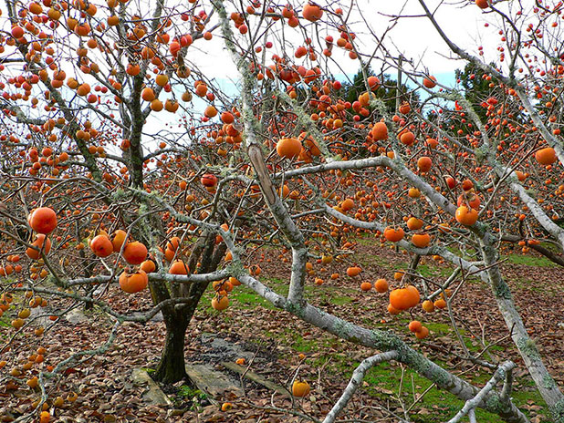 favorite fruits favorite fruits