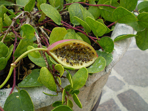 favorite fruits favorite fruits