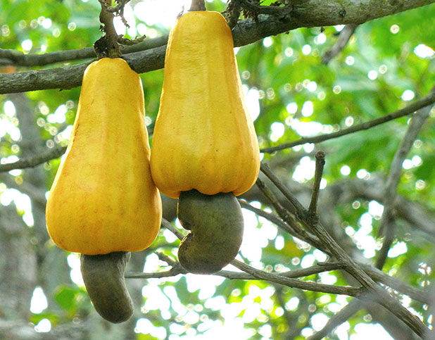 favorite fruits favorite fruits