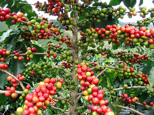 favorite fruits favorite fruits