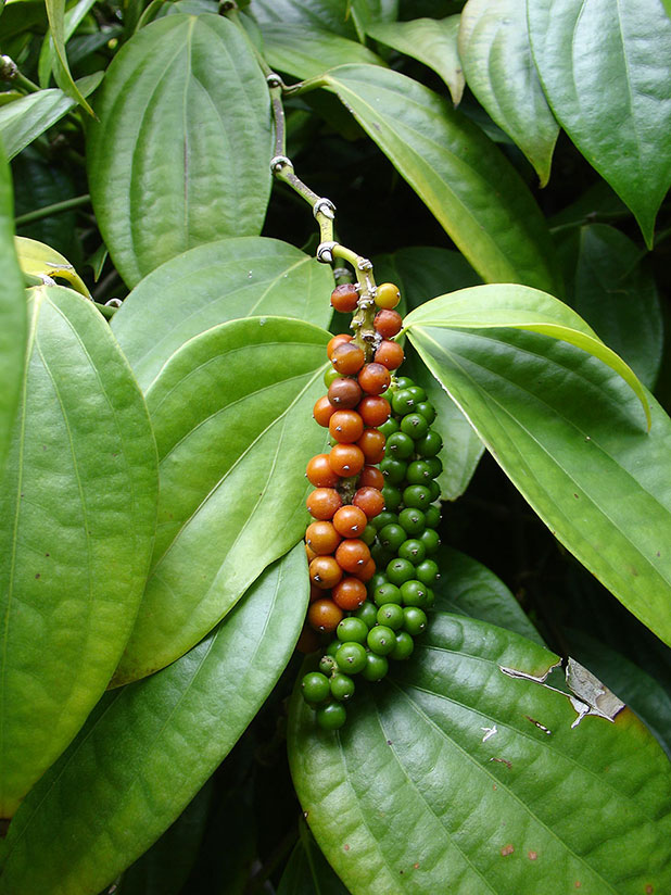 favorite fruits favorite fruits