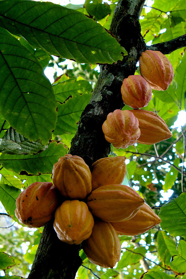 favorite fruits favorite fruits
