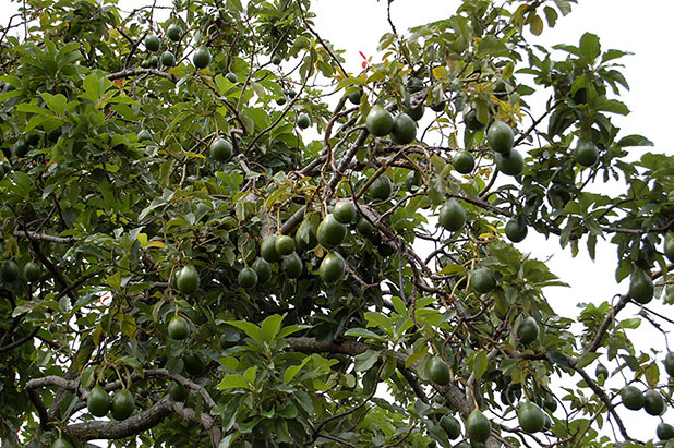 favorite fruits favorite fruits