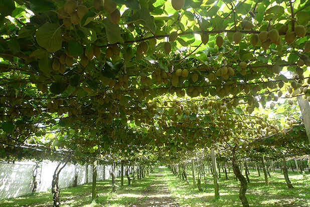 favorite fruits favorite fruits