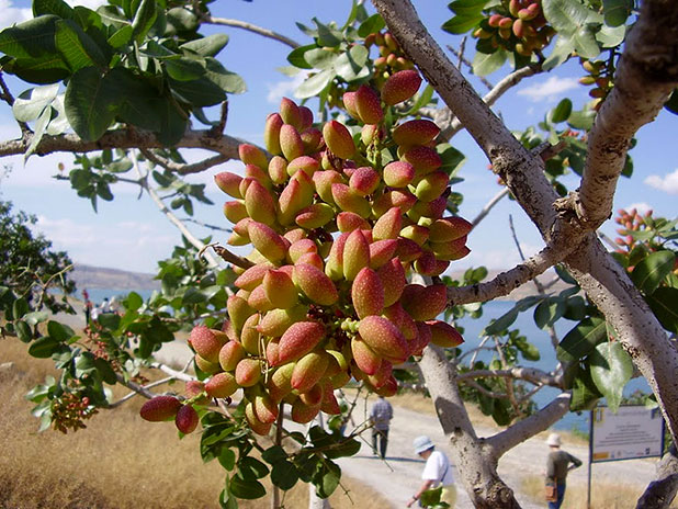 favorite fruits favorite fruits