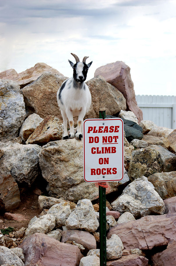 rebels rebels