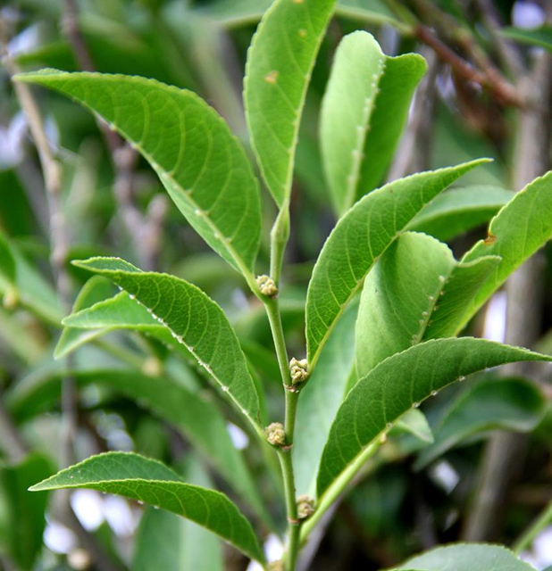 Rinorea niccolifera Rinorea niccolifera