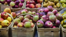 russiafruits
