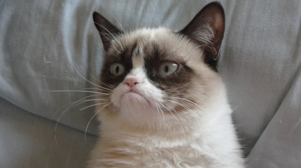 grumpy cat grumpy cat