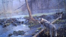 Животните в Чернобил Животните в Чернобил