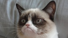 grumpy cat