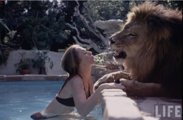 roar roar