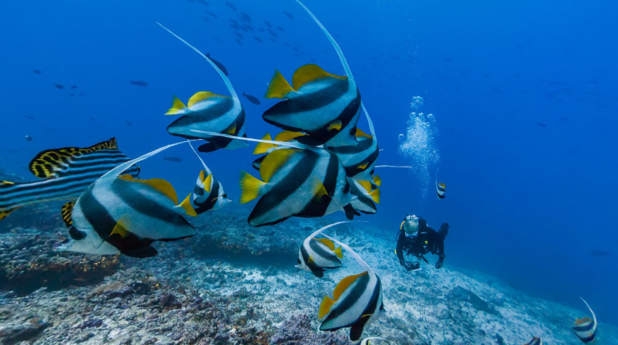 Google Street View предлага разходка под вода Google Street View предлага разходка под вода