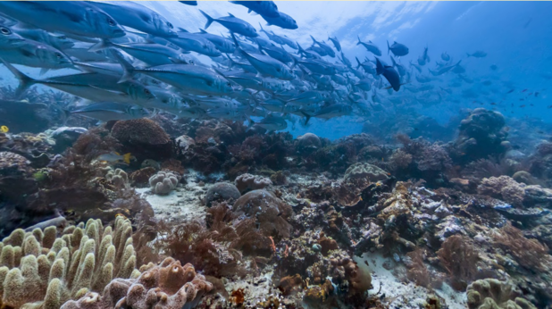 Google Street View предлага разходка под вода Google Street View предлага разходка под вода