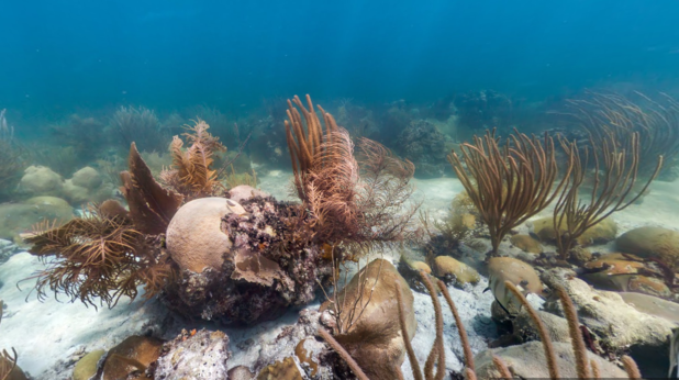 Google Street View предлага разходка под вода Google Street View предлага разходка под вода
