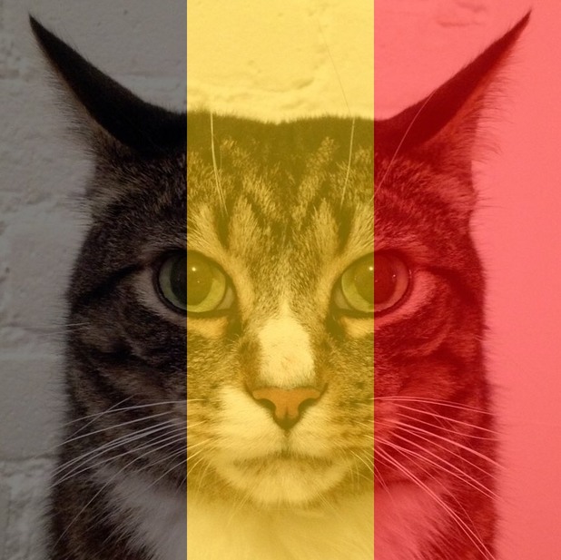 котки белгия котки белгия