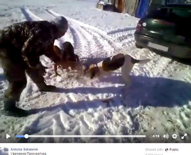 Видео как човек тренира кучетата си Видео как човек тренира кучетата си