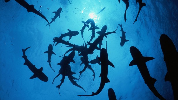 shark week shark week