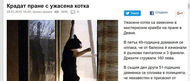 котка котка