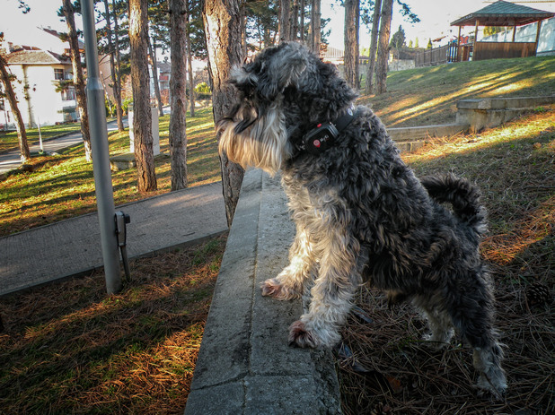 тарас тарас
