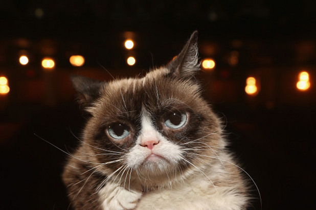 grumpy cat grumpy cat