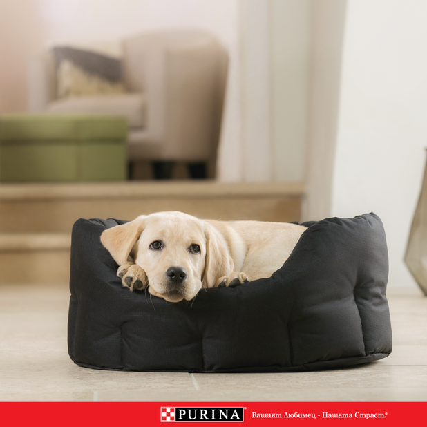 purina purina