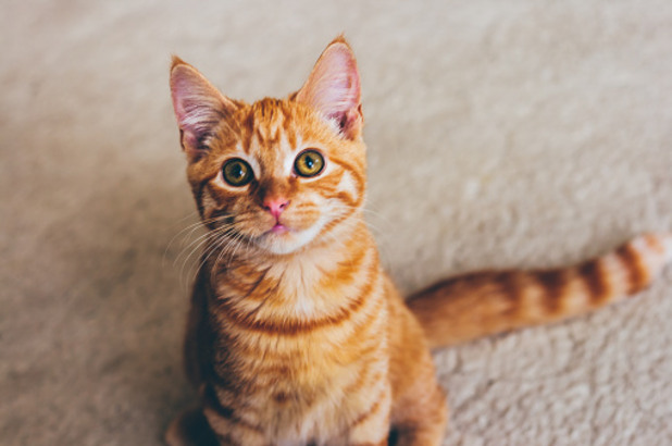 котка котка