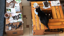 cats1