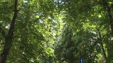 strelbiste
