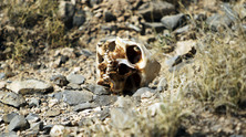 cartel-skull-0412