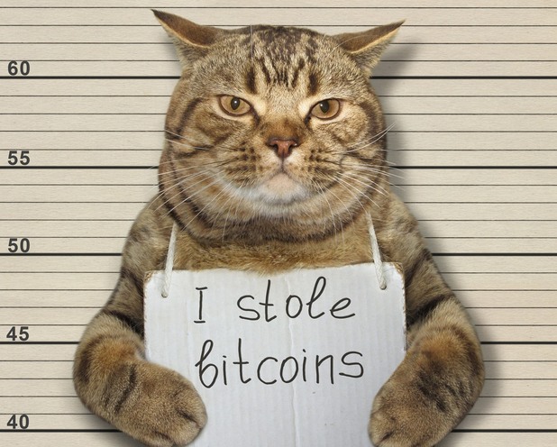 Котка, крадец на биткойни Котка, крадец на биткойни