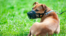 muzzle